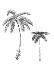 Sticker Palmiers